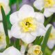 Narcissus - Papillon Blanc / 5 ks v balení