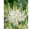 Camassia leichtlinii  Alba / 3ks