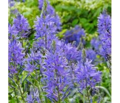 Camassia leichtlinii  caerulea/ 3ks