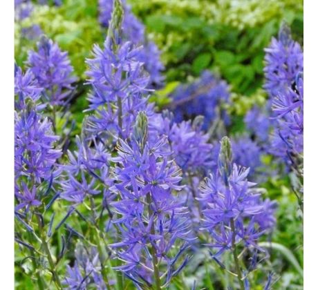Camassia leichtlinii  caerulea/ 3ks