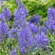 Camassia leichtlinii  caerulea/ 3ks