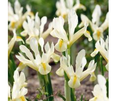 Iris reticulata - Louise