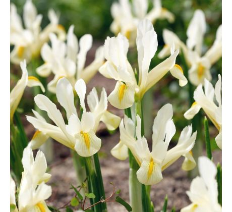 Iris reticulata - Louise
