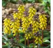 Muscari Golden Fragrance