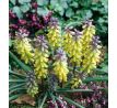 Muscari Golden Fragrance