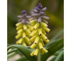 Muscari Golden Fragrance