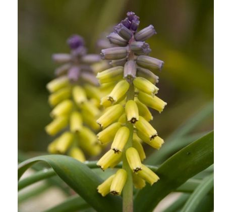 Muscari Golden Fragrance