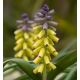 Muscari Golden Fragrance