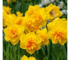 Narcissus - Double Sunrise