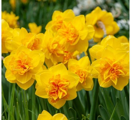 Narcissus - Double Sunrise