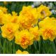 Narcissus - Double Sunrise / 5ks v balení