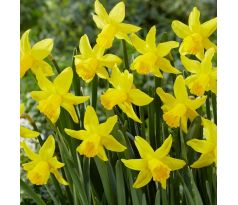Narcissus - February Gold