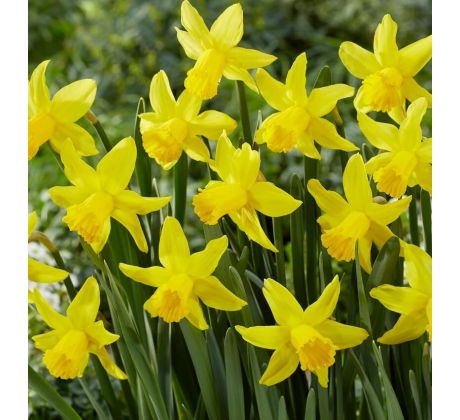Narcissus - February Gold