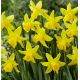 Narcissus - February Gold / 5ks v balení