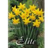 Narcissus - February Gold