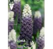 Muscari latifolium - Grape Ice
