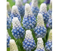 Muscari - Mountain Lady