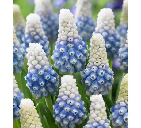 Muscari - Mountain Lady