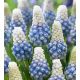 Muscari - Mountain Lady