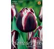 Tulipa - Jackpot / 5ks v balení