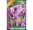 Tulipa - Blue Parrot / 7ks v balení
