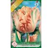 Tulipa - Apricot Parrot / 5ks v balení