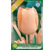 Tulipa Single Early - Apricot Beauty / 7ks v balení