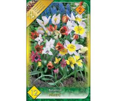 Tulipa botanical mix / 12ks v balení