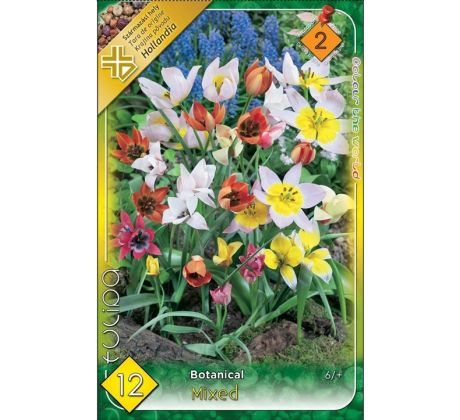 Tulipa botanical mix / 12ks v balení