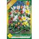 Tulipa botanical mix / 12ks v balení