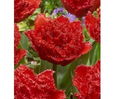 Tulipa - Qatar