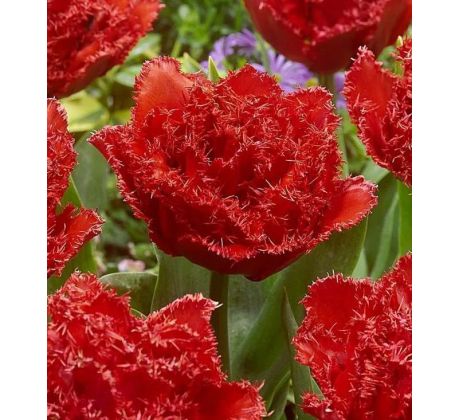 Tulipa - Qatar