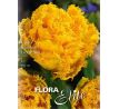 Tulipa - Exotic Sun / 5ks v balení