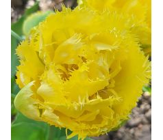 Tulipa - Exotic Sun
