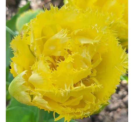 Tulipa - Exotic Sun / 5ks v balení
