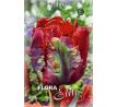 Tulipa Parrot - Rococo / 7ks v balení