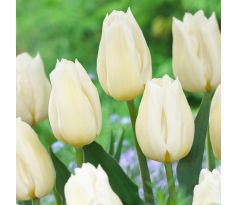 Tulipa - Agrass White