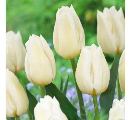 Tulipa - Agrass White / 7ks v balení