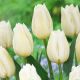 Tulipa - Agrass White / 7ks v balení