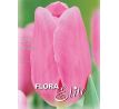 Tulipa - Mistress / 7ks v balení