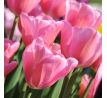 Tulipa - Mistress / 7ks v balení