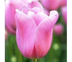 Tulipa - Mistress