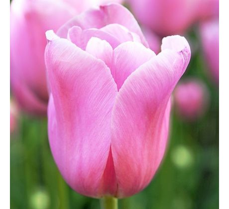 Tulipa - Mistress / 7ks v balení
