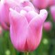 Tulipa - Mistress / 7ks v balení