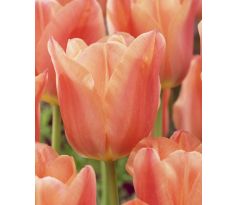 Tulipa - Stunning Apricot