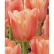 Tulipa - Stunning Apricot / 7ks v balení