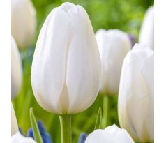 Tulipa - Clearwater