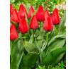 Tulipa - Julius Caesar / 10ks v balení