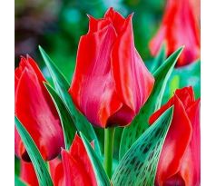 Tulipa - Julius Caesar