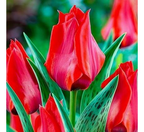 Tulipa - Julius Caesar / 10ks v balení